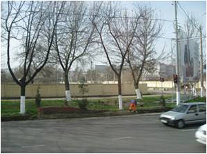 Lime-washed trees on the roadside