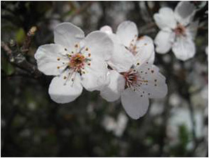 Apricot flowers